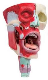 鼻、口、咽喉腔分解模型
